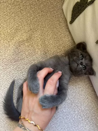 Minik British Shorthair Yavrumuza Yuva Arıyoruz