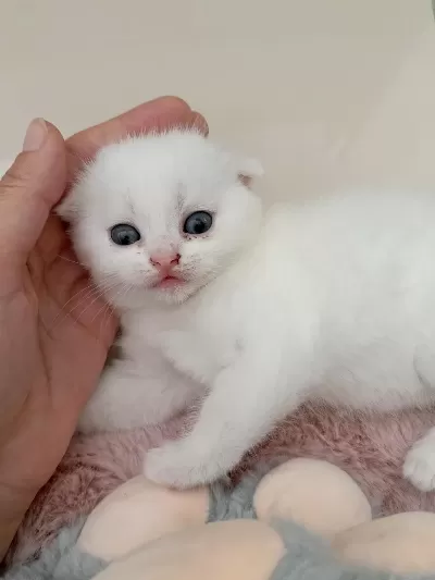 Beyaz Scottish Fold Kedisi