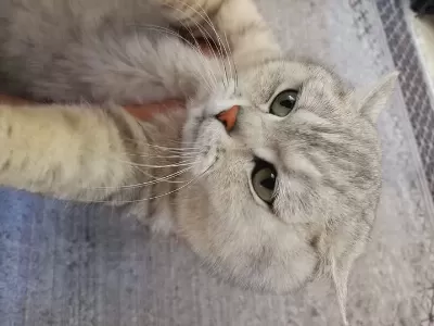 1 Yaşında Dişi Kedimize Kalıcı Yuva Arıyoruz