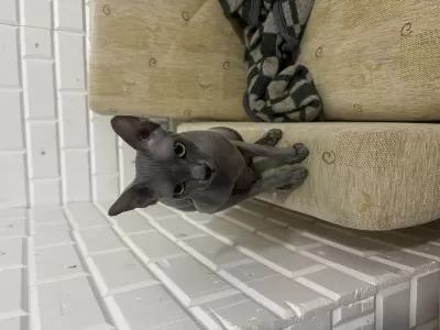 Orijinal Sphynx (tüysüz) Yeni Yuvasini Ariyor