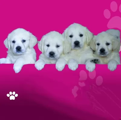 Golden Retriever Yavrulari