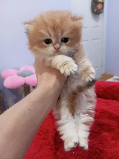 Golden Chinchilla Rengi Şecereli Anne Babadan