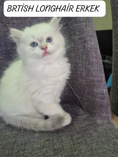 British Longhair Paşamız Hazır