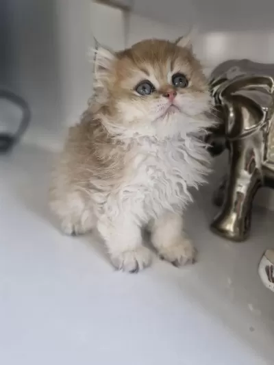 Golden British Longhair Pofuduk Erkek