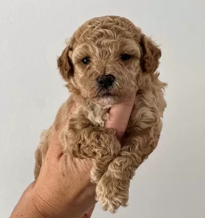 Maltipoo Yavrularimiz