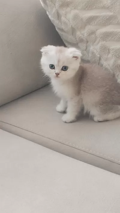Sağlıklı Yavru Scottish Fold