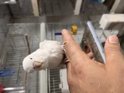 Jumbo Ele Alıştırmalık Muhabbet Kuşu Yavrular