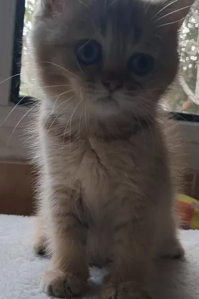 British Shorthair Golden Dişi