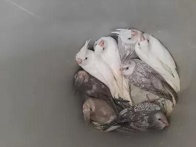 3 Aylık Sultan Papağanı Yavrusu