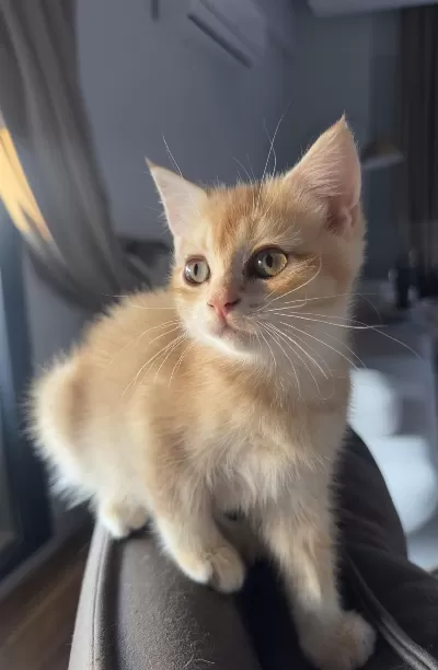 Golden Ny12 British Shorthair