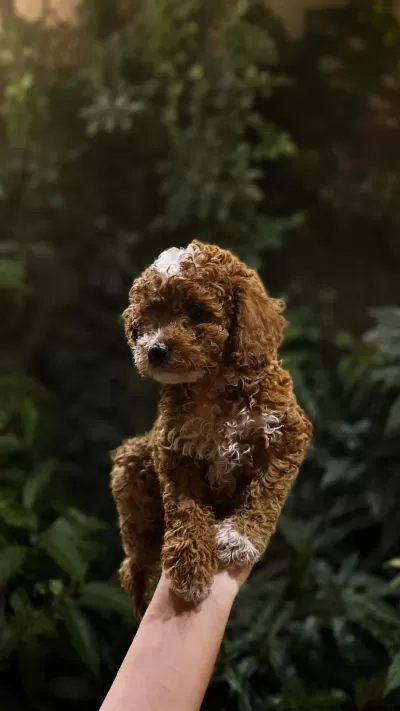 (biblo) Teacup Poodle Yavrulari