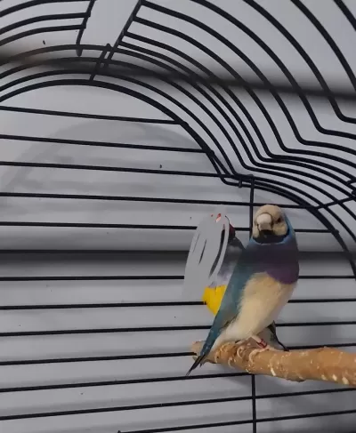 Çift Goldian Finch (gökkuşağı İspinozu)