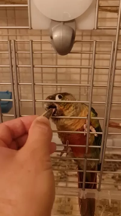 Sağlıklı Çift Konur Papağanı