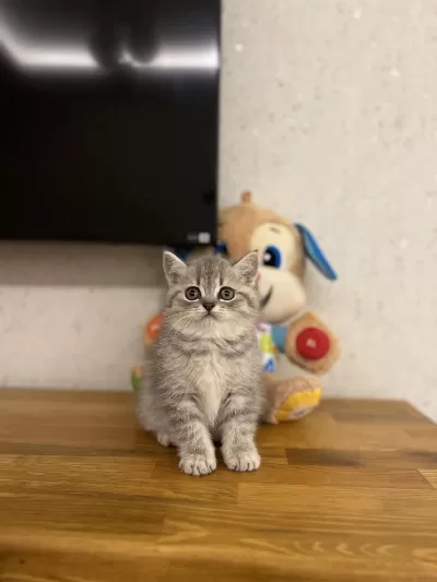 Evinizin Neşesi British Shorthair Yavrular