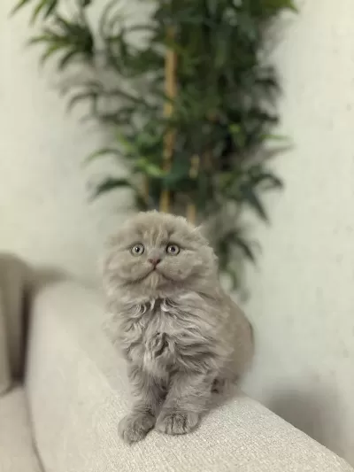 Scottish Fold Lilak Yavrularim Teslime Hazir