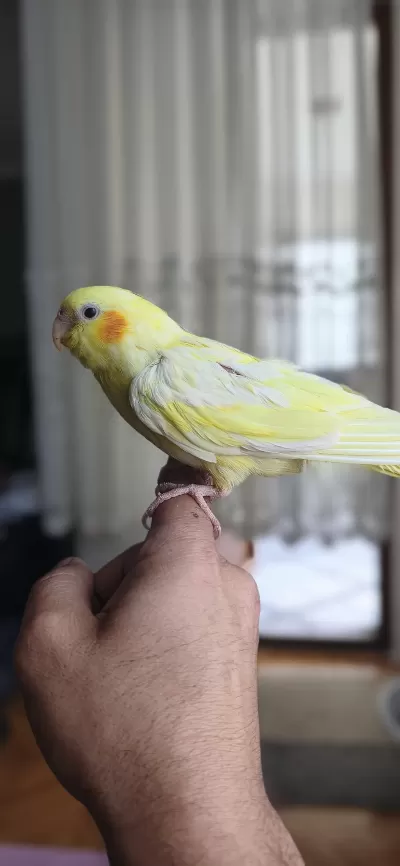 30-40 Günlük Bebek Lutino Kirmizi Göz Sultan Papağani