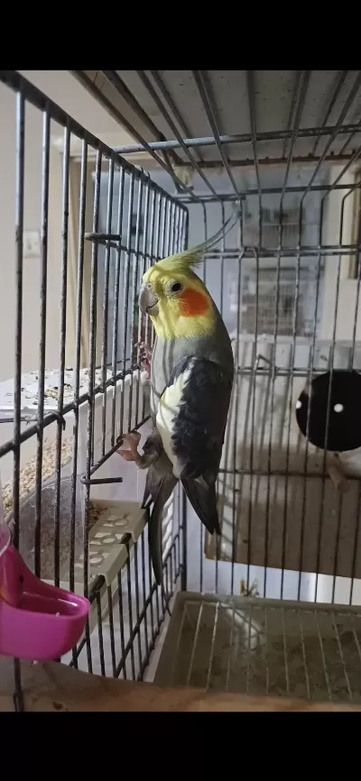 Konuşur Erkek Sultan Papağanı