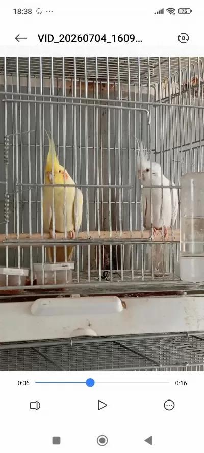 2 Erkek Sultan Papağanı
