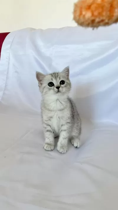 Minik British Shorthair Prenses
