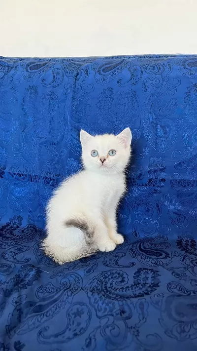 Maviş British Shorthair Oğlumuz