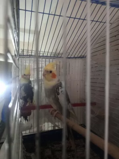 Yavru Ve Konuşan Sultan Papağanı