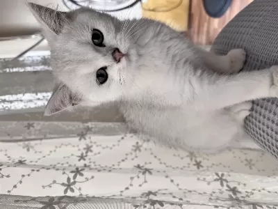 British Shorthair Silver Point Erkek Yavru