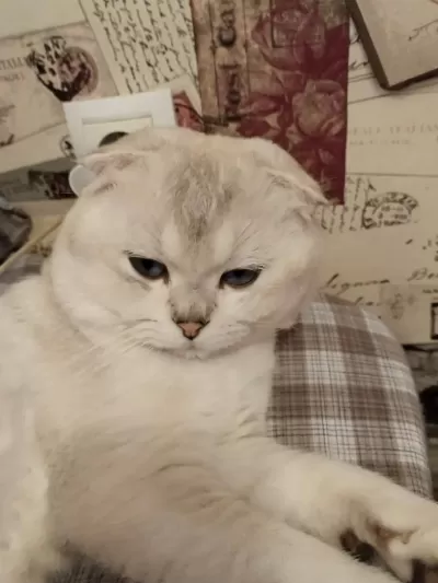 Sağlıklı Mavi Gözlü Kedimiz