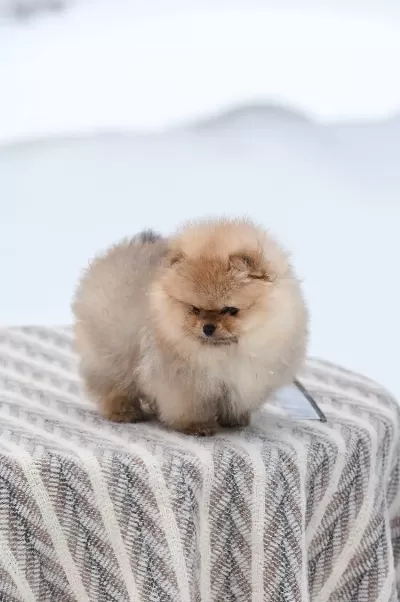 Pomeranian Boo Sevgiyle Büyütülen Köpekler