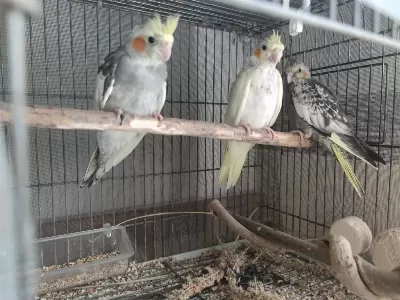 45 Günlük Sultan Papağanı Yavrular
