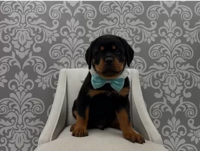 Ev Ve Bahçeniz İçin Rottweiler Kapıda Ödeme Mevcuttur