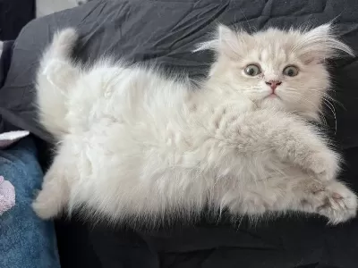 Safkan British Longhair Cinnamon