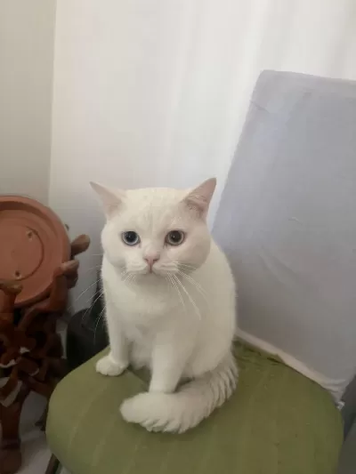Ücretsiz British Shorthair Acil Yuva