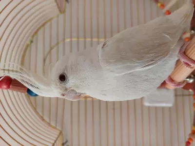 Erkek Albino Sultan Papağanı (esyalariyla Verilebilir)