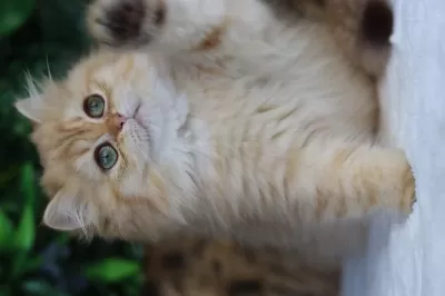 British Longhair Dişi Kedimiz
