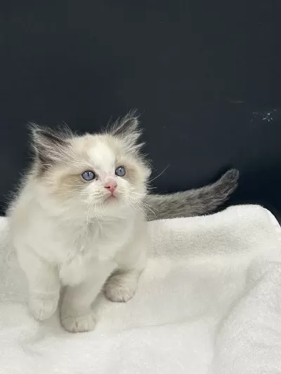 Ragdoll Bebekler Rezerve Açik