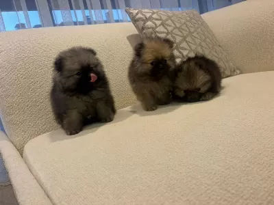 A++ Pomeranian Boo Yavrular Her İle Gönderim Var