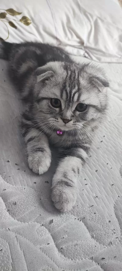 4 Aylık Scottish Fold