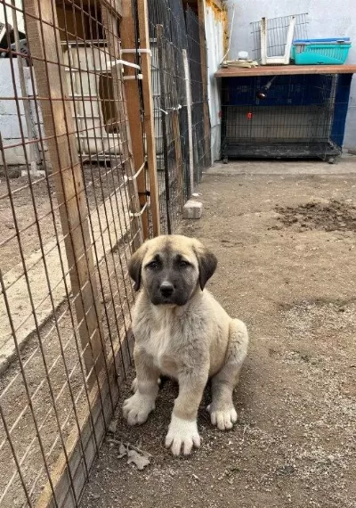 Orijinal Safkan Kangal Yavrular