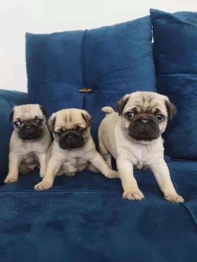 Pug Mops Yavrularımız