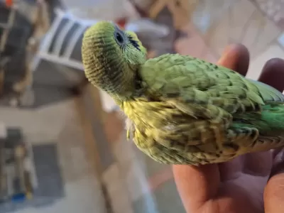 Yaz Kampanyası Kafesini Al Gel Kuşu Kap Götür