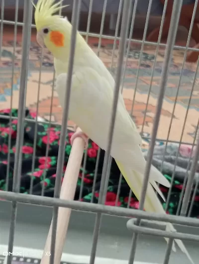 Hazır Eş Takım Sultan Papağanı