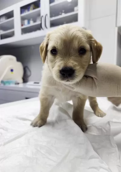 Çok Tatli Erkek Golden Retriever