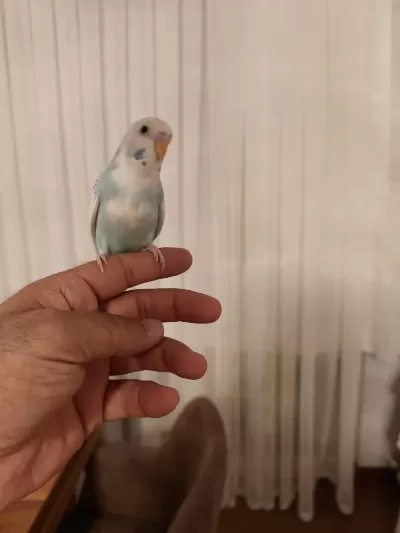 Ele Alışkın Bebek Muhabbet Kuşu Evinize Maskot