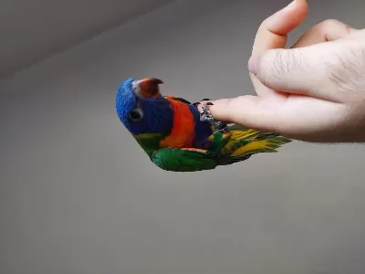 Lori Papağani Bilgiler Açiklamada