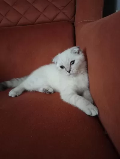 Kirik Kulak Dişi Kedimiz Yeni Sahibini Bekliyor