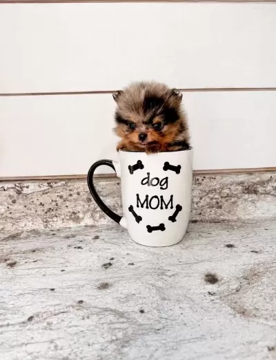 A Kalite Pomeranian Boo Merle