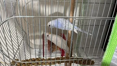 1 Dişi Ve 1 Erkek Muhabbet Kuşu