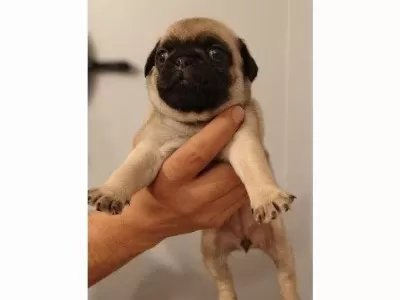 Pug Yavrularımız Orjinal İrk Garantili
