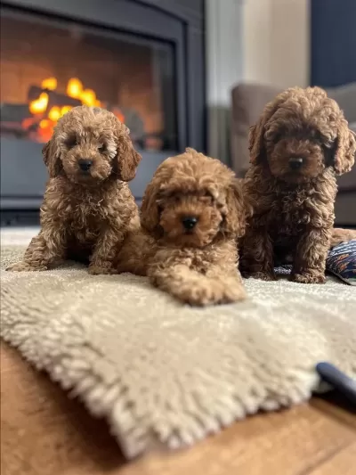 Toy Poodle Türkiye Starları