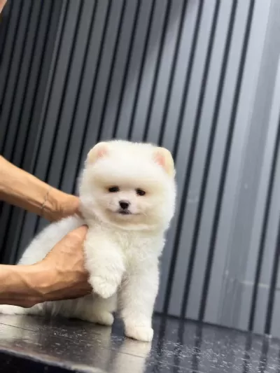 Sevimli Pomeranian Boo